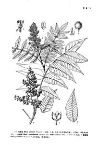 紅麩楊（變種）