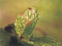 藥用植物薄荷斑枯病