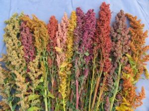 稼祺藜麥對蝦 稼祺藜麥對蝦