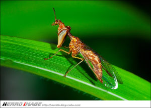 日本螳蛉 日本螳蛉