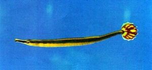 黑腹吻海龍 黑腹吻海龍