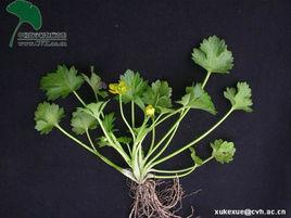 刺果毛茛 刺果毛茛