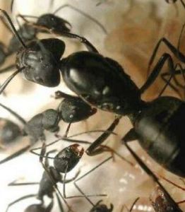 黑刺大齶蟻