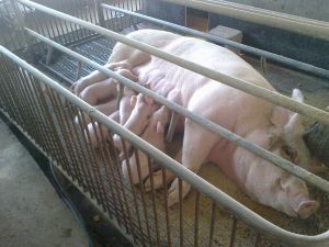 豬子宮脫出 豬子宮脫出