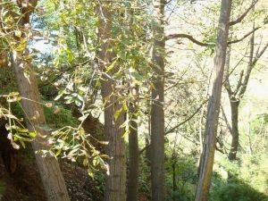 塘塘地村 塘塘地村