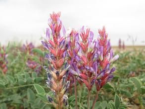 囊果苔草 囊果苔草