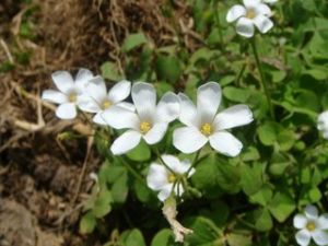 梭子草科 梭子草科