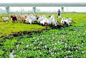 智慧牧場 智慧牧場