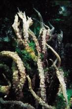 耳突卡帕藻 耳突卡帕藻