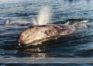 北太平洋露脊鯨