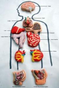 萌版人體器官圖