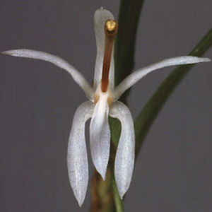 寬葉耳唇蘭 寬葉耳唇蘭