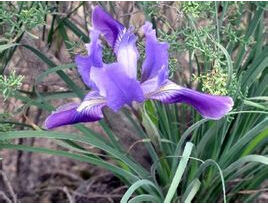 長柄馬蘭 長柄馬蘭