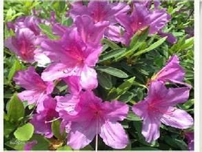 長柄杜鵑 長柄杜鵑