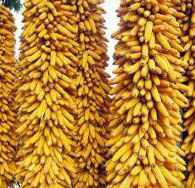 三峽玉7號 三峽玉7號