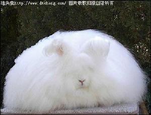 （圖）巨型安哥拉兔