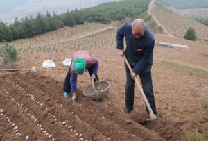 地理播種法 地理播種法