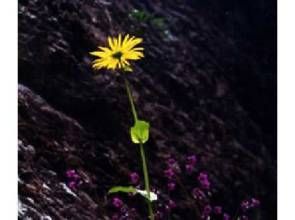 阿爾泰香葉蒿 阿爾泰香葉蒿