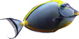 頰紋雙板盾尾魚 頰紋雙板盾尾魚