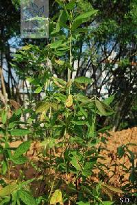 細葉千斤拔 細葉千斤拔