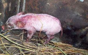 仔豬葡萄球菌性皮炎