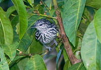 亞馬遜縱紋蟻鷯 亞馬遜縱紋蟻鷯