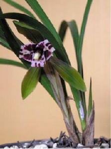 大龍膽草 大龍膽草