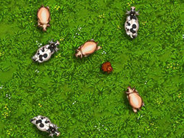 小雞爆炸 小雞爆炸