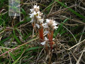 眉原線柱蘭 眉原線柱蘭