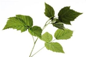 脫毛按葉懸鉤子（變種）