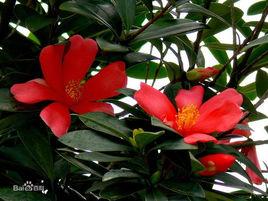四季紅山茶花