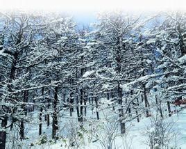 小興安嶺 小興安嶺