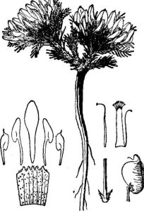 鱗萼棘豆 鱗萼棘豆