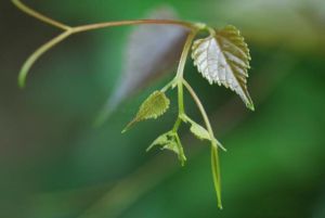 帶藤苦棟 帶藤苦棟