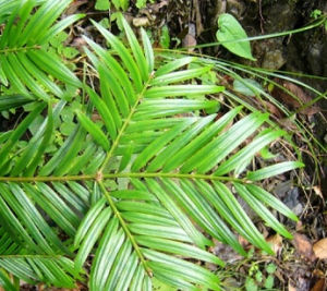 勐龍鏈珠藤 勐龍鏈珠藤