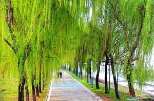 無心插柳柳成蔭