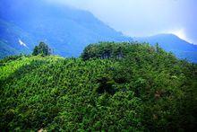 黃柏山國家森林公園