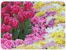 亂花漸欲迷人眼[益智小遊戲]