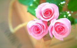 獻給艾米麗的玫瑰 獻給艾米麗的玫瑰