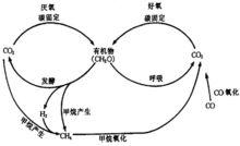 碳的生物地球化學循環圖