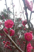 金雞山上盛開的梅花
