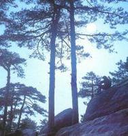 月照松林 月照松林