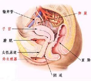 女性生殖結構剖面圖