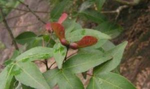 大葉細裂槭（變種）