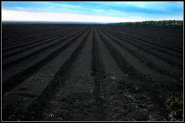 黑土地[土壤類別之一]