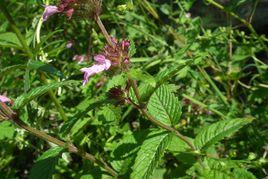 麻葉風輪菜 麻葉風輪菜