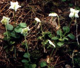 獨麗花屬 獨麗花屬