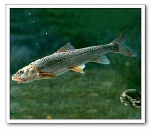 裸腹片唇魚句 裸腹片唇魚句