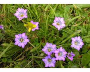 西藏龍膽 西藏龍膽