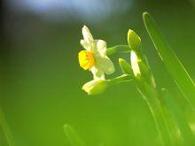 水仙花期